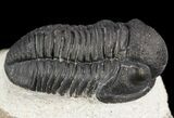 Gerastos Trilobite Fossil - Morocco #52112-2